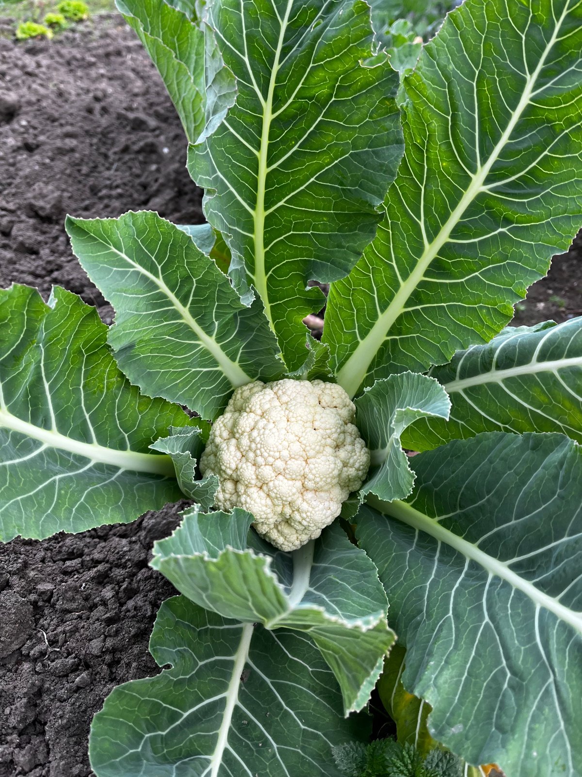 A cauliflower growing among its leaves