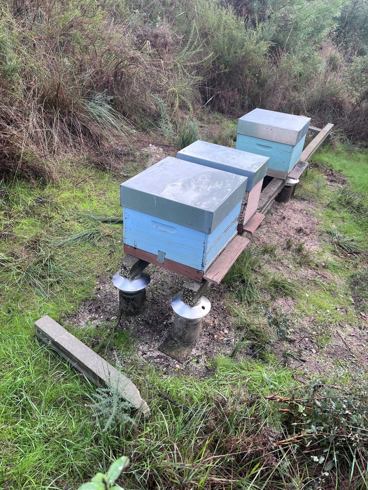 Beehives set on stands in a grassy part of the farm