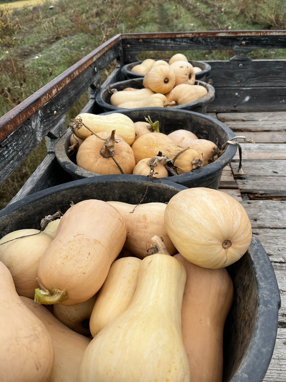 Freshly harvested squash and pumpkins gathered in tubs on the farm