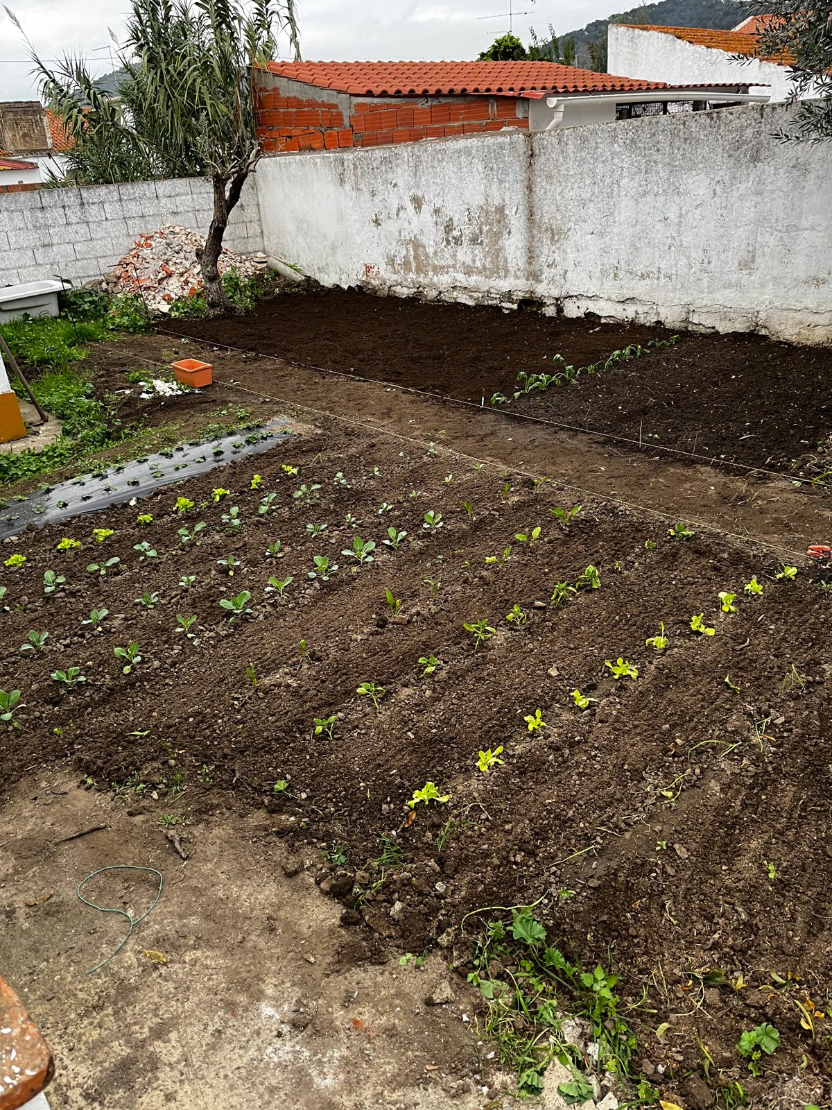 Straight rows of seedlings in AJ’s village kitchen garden