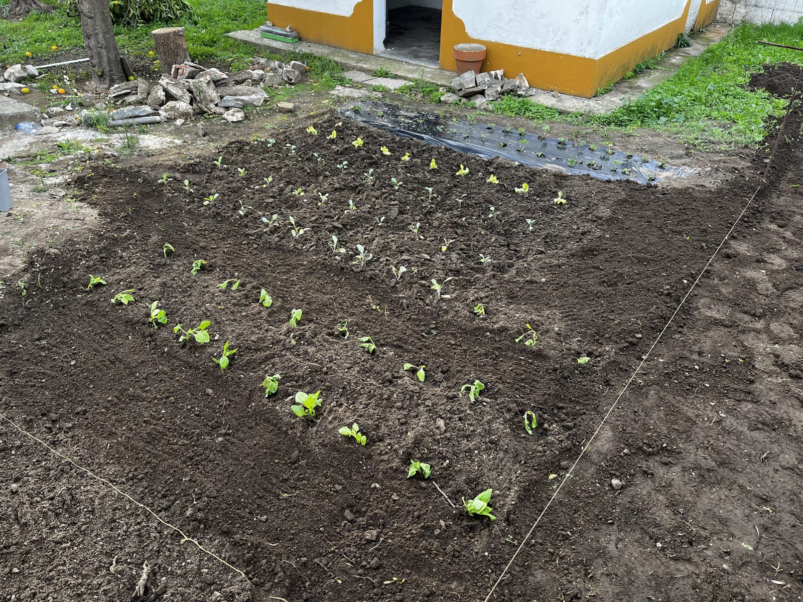 Plants in the village kitchen garden
