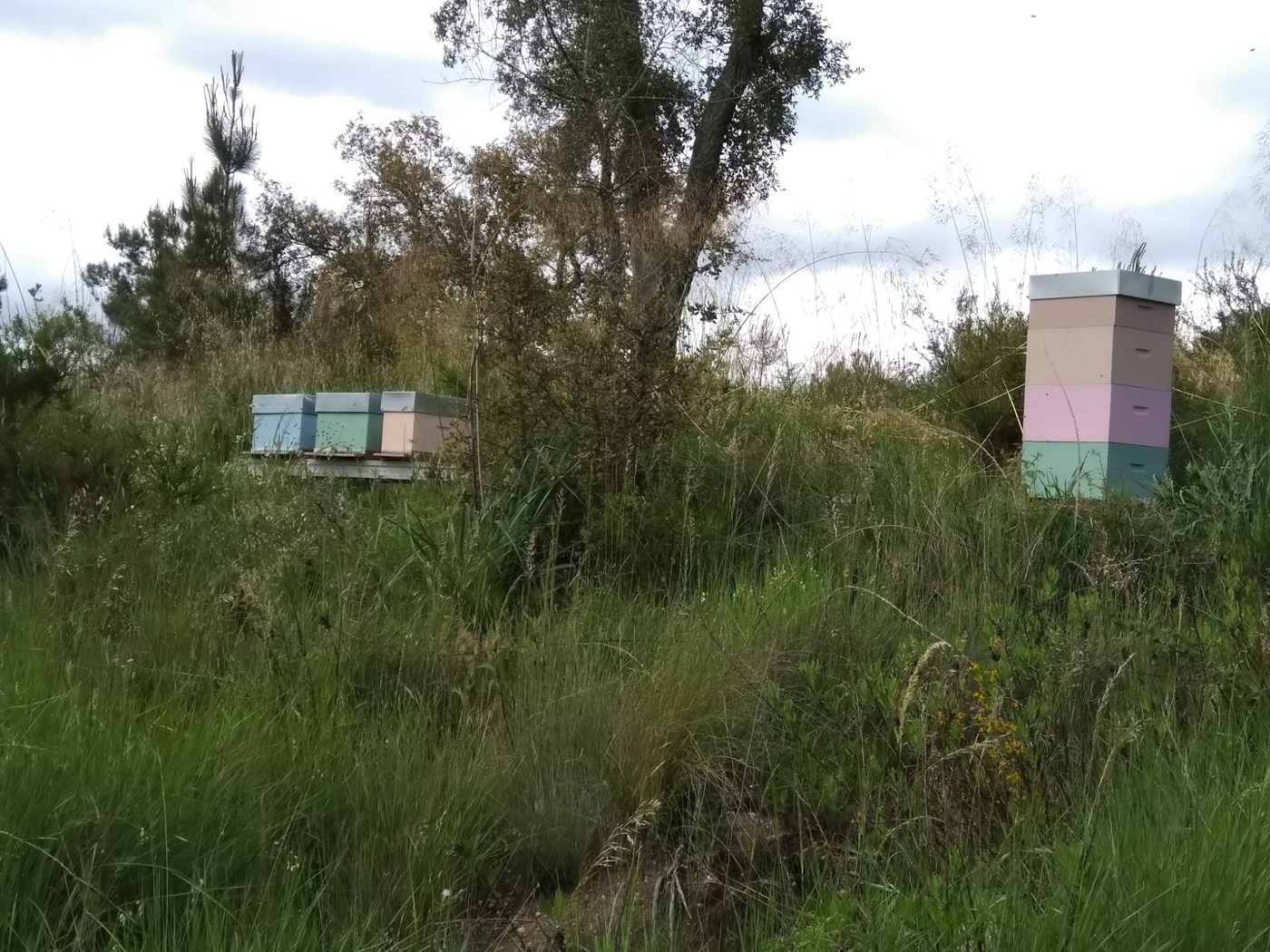 Hives standing among vegetation on the farm