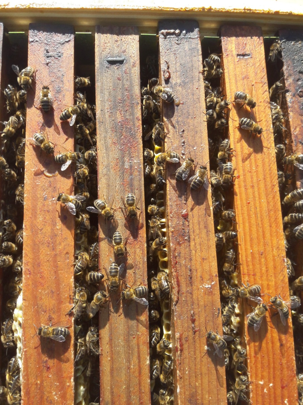 Honey bees between wooden frame top bars in an open hive