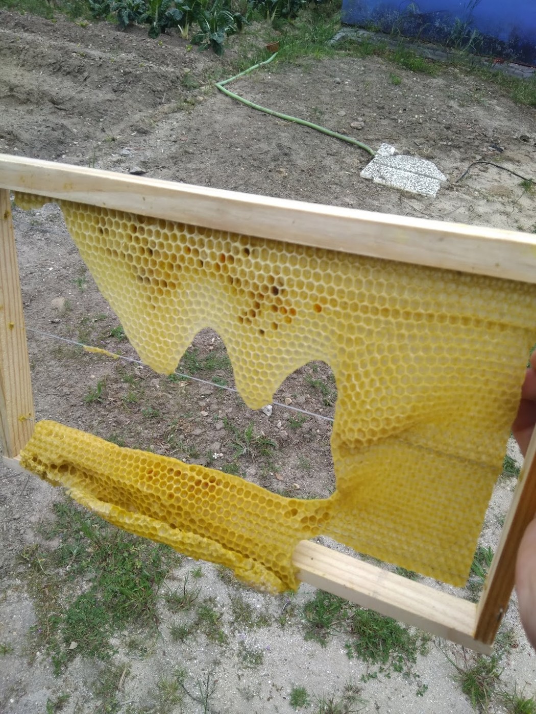 A hive frame with fallen wax foundation and irregular rebuilt comb