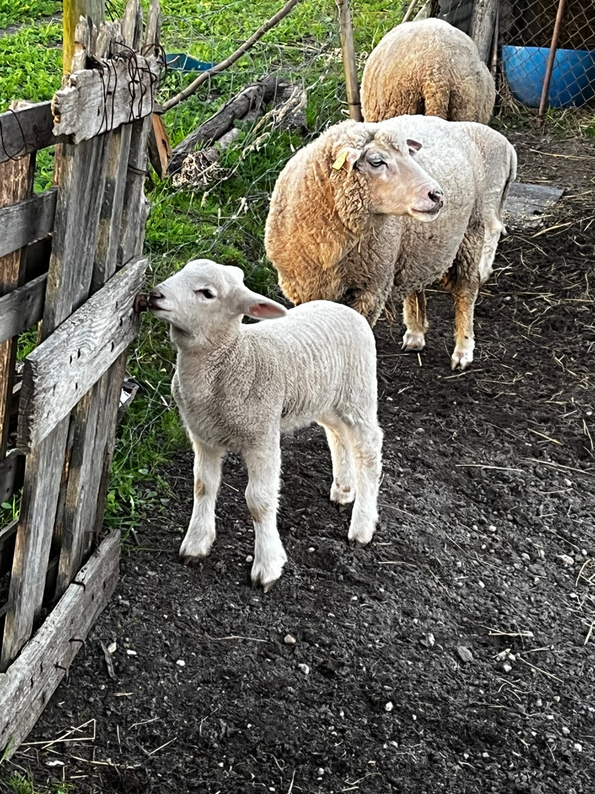 Sheep and lamb on the family farm