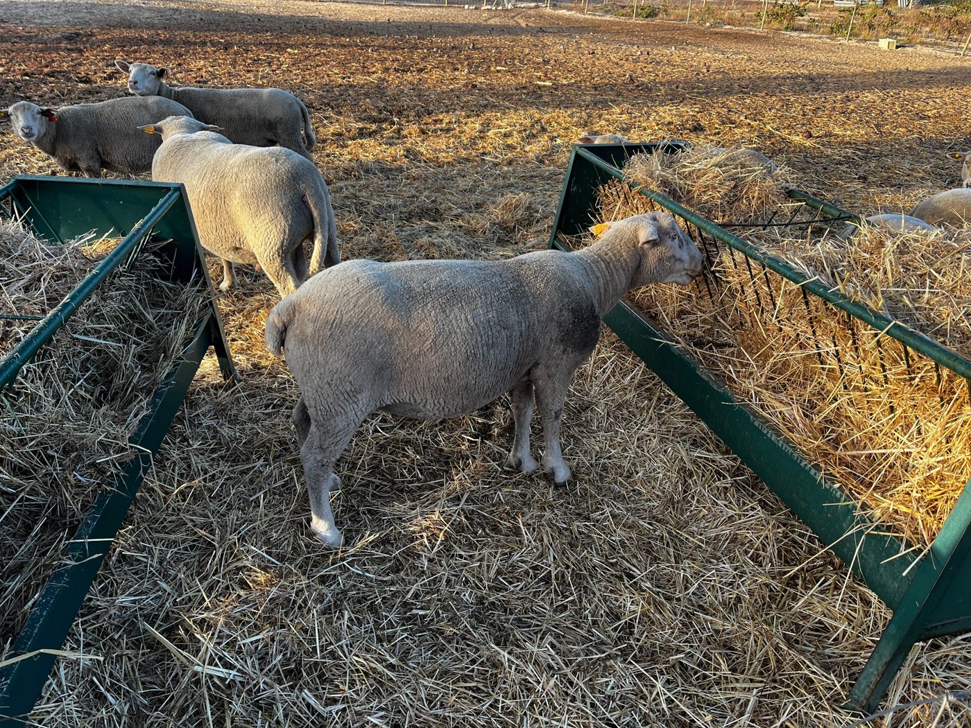 Sheep eating hay at a feeder on the family farm