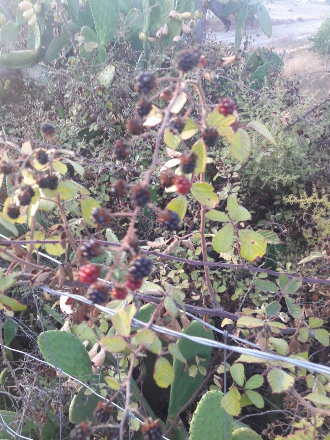 Bramble with berries at different stages of ripeness