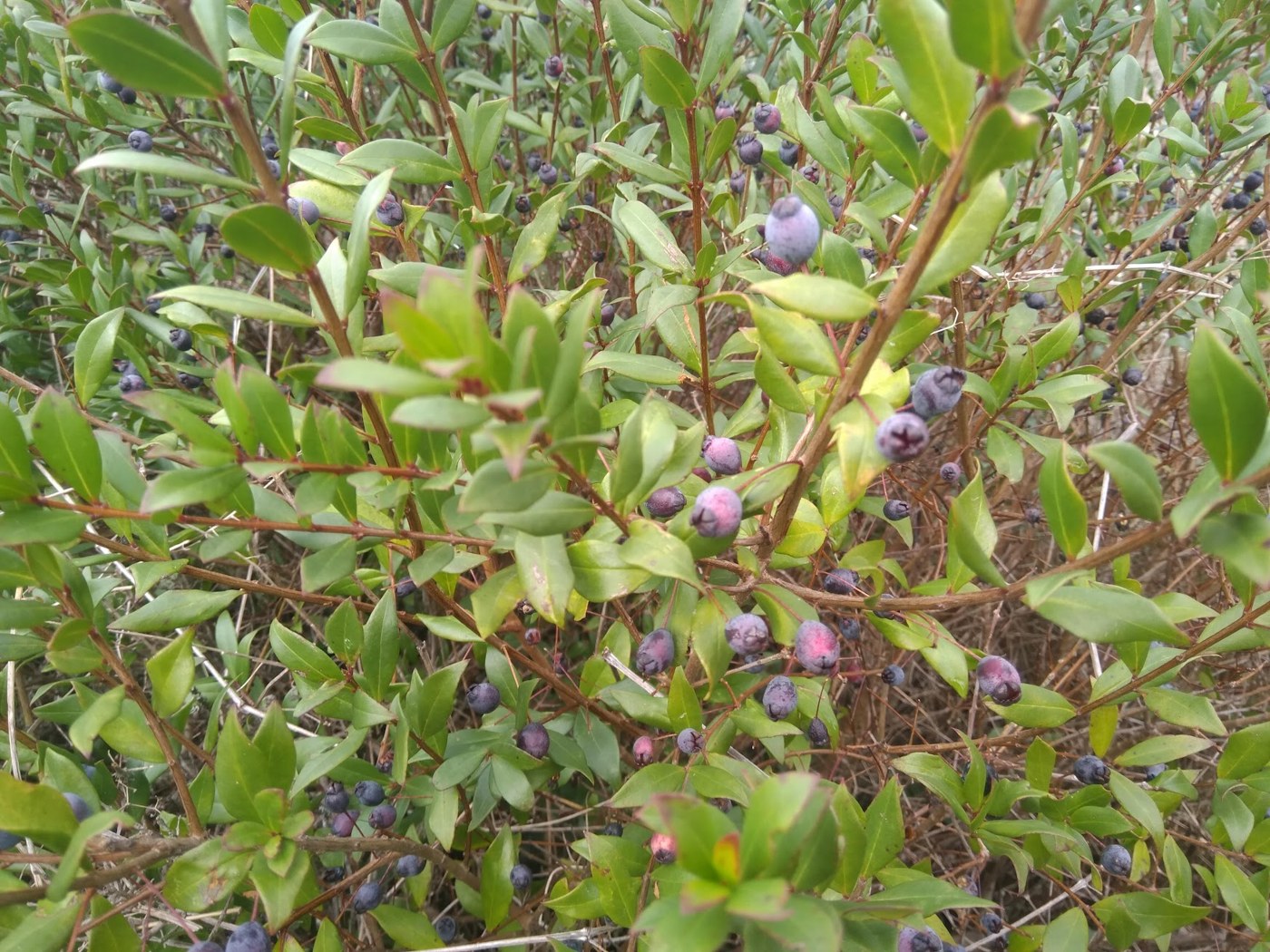 Blue-purple berries on a narrow-leaved shrub