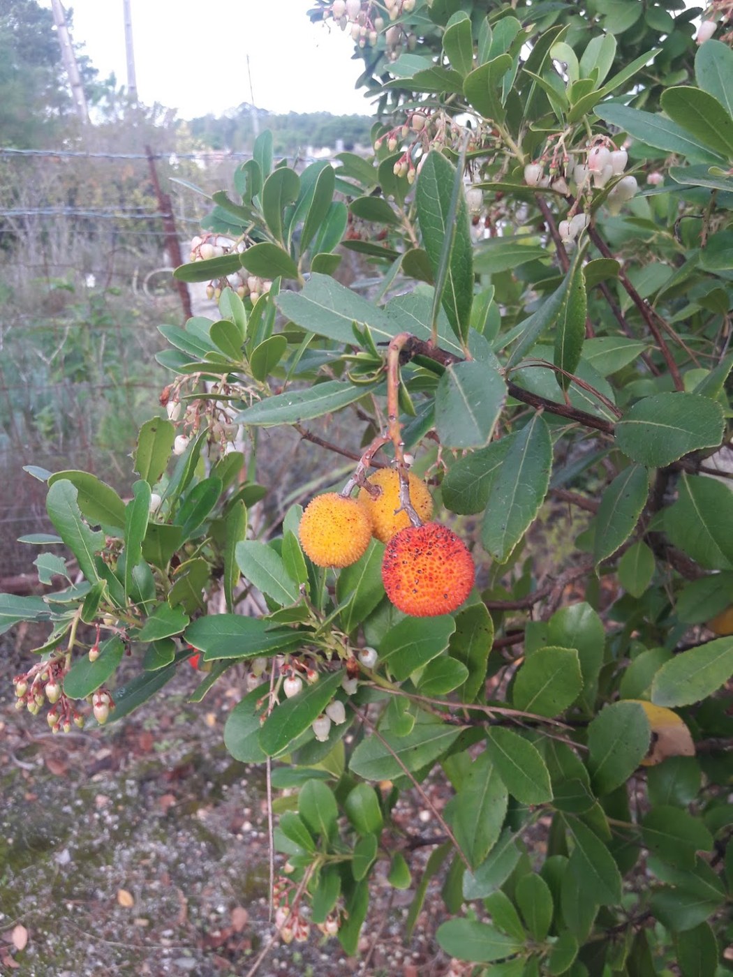 Strawberry tree with orange and red fruit and pale bell-shaped flowers