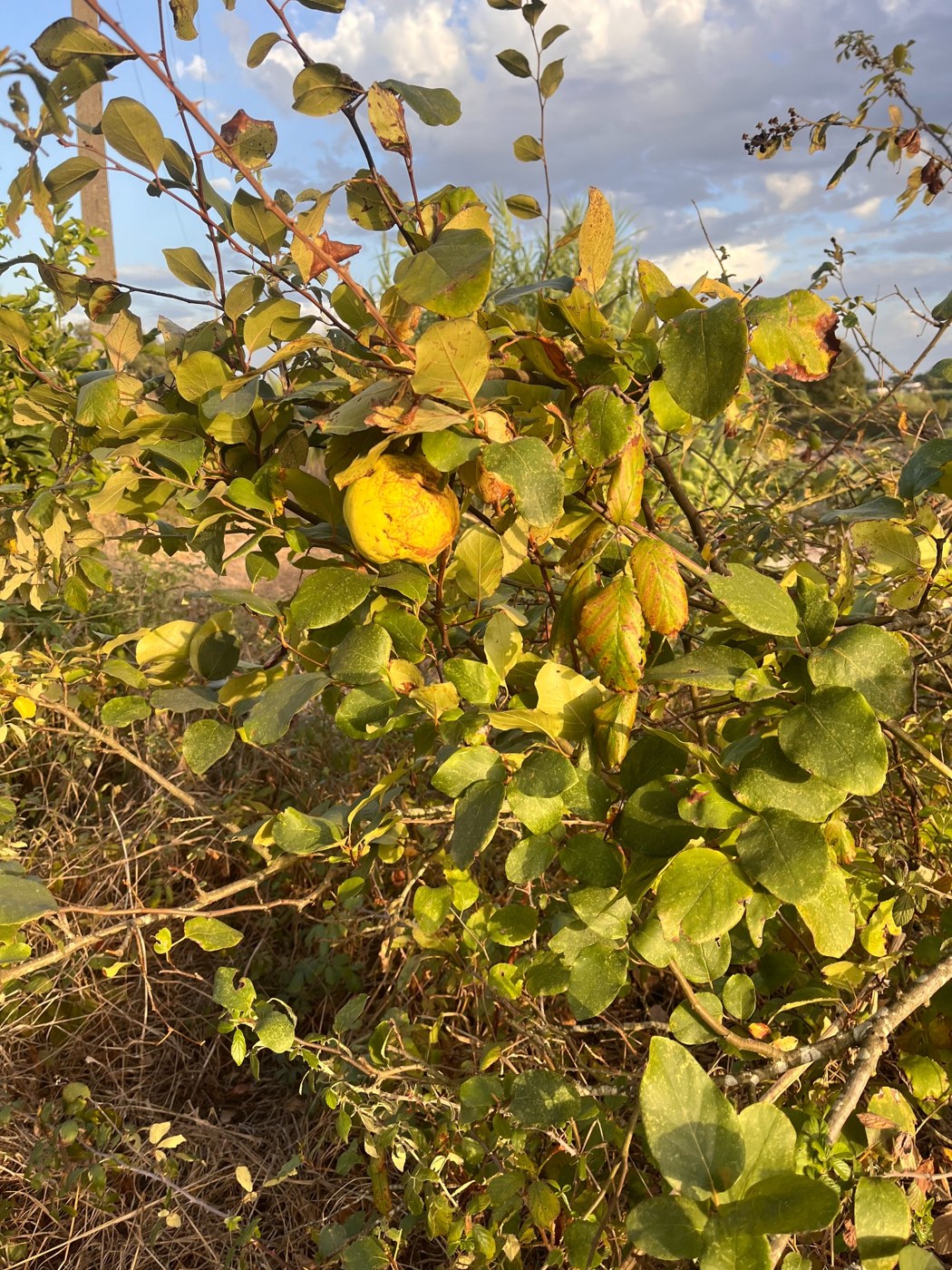 Yellow fruit growing on an older leafy tree