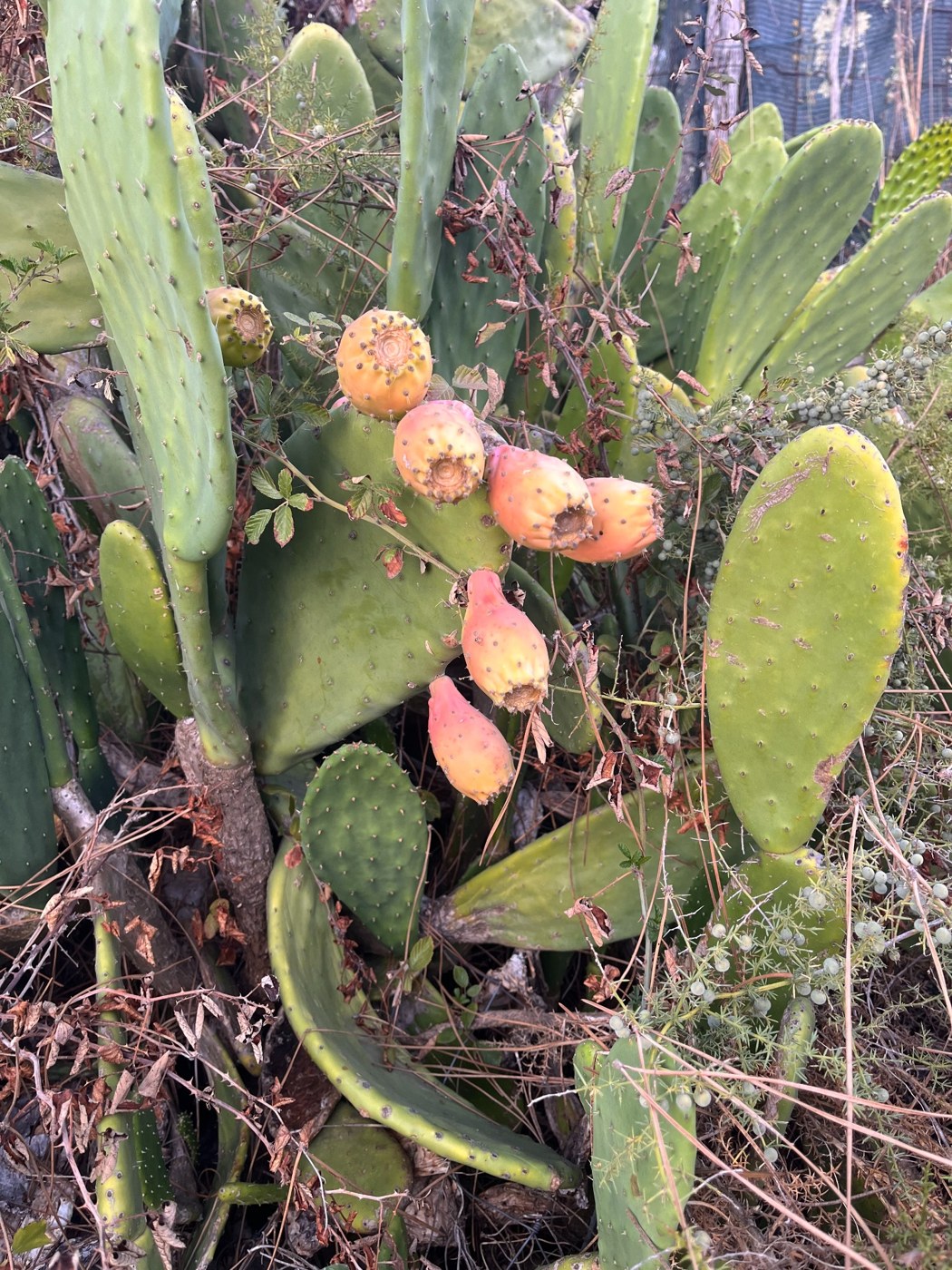 Prickly pears ripening on a cactus