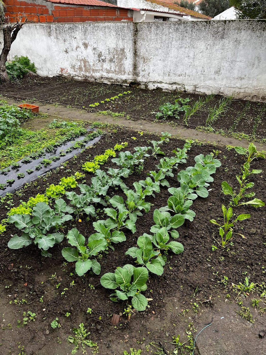 Freshly harvested vegetables