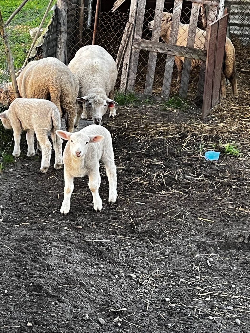 Lambs on the family farm