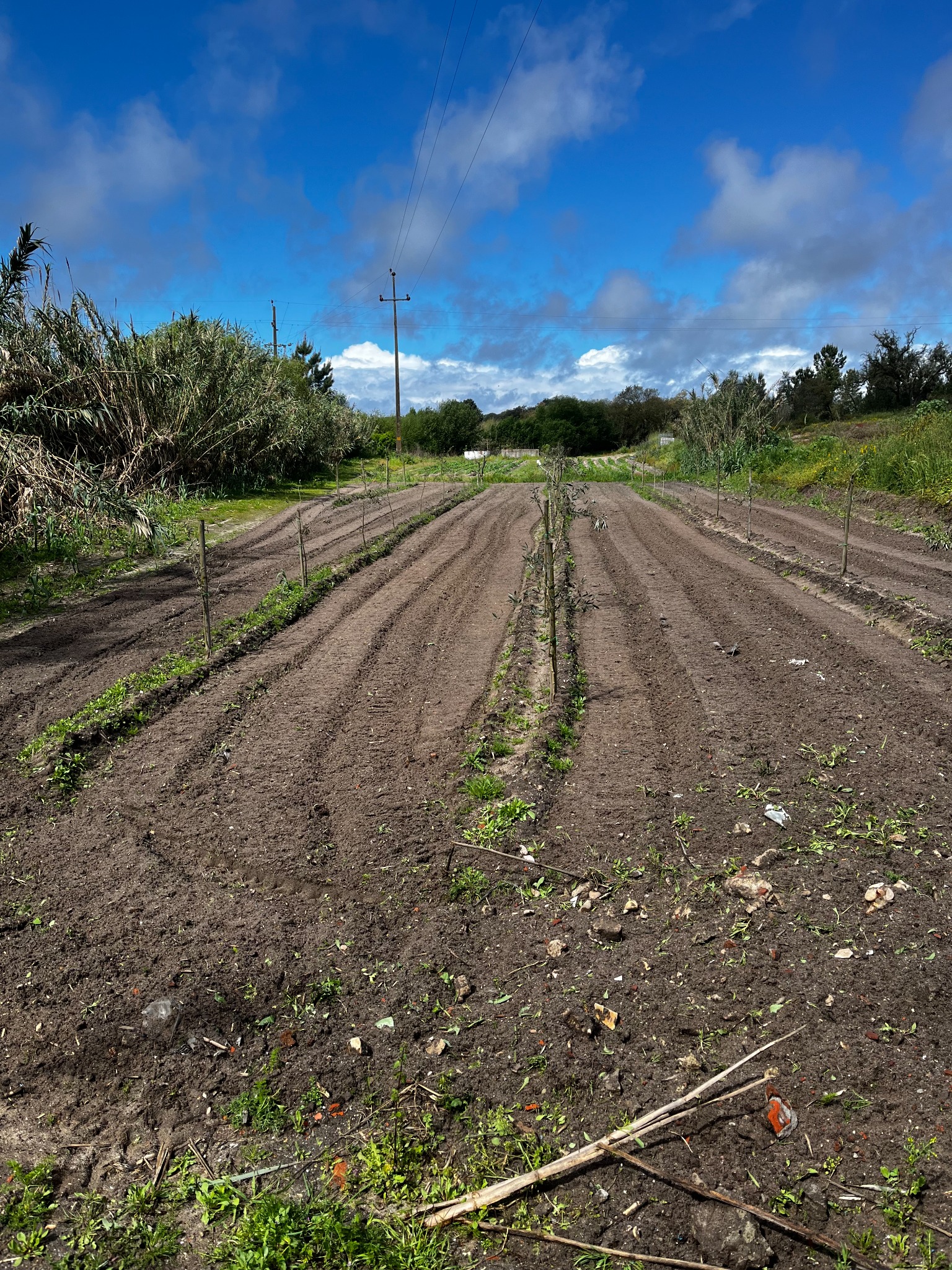 Rows of the family farm seen from above