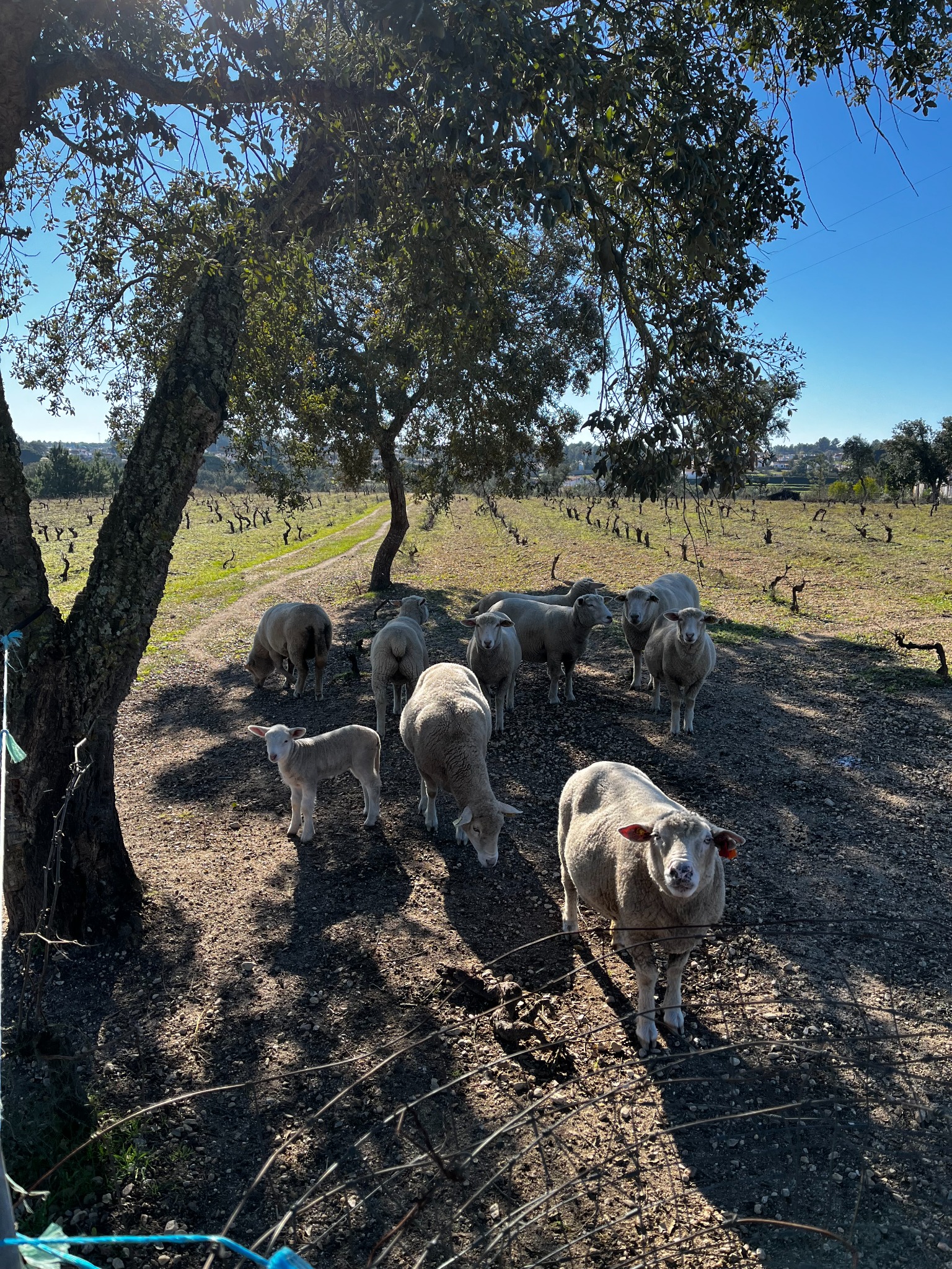 Sheep grazing beneath a tree on the family farm
